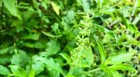 Green Leaf Holy Basil Seeds  Non-gmo  Rama Tulsi  Ayurveda  Free Shipping