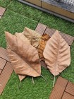 10pcs Free Shipping Malaysia Catappa Leaves Indian Almond Leaves Ketapang Leaves