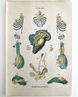 Reproductive Organs Of Crustaceans 1878 Victorian Medical Anatomy Print Dwv6a