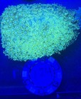 Aussie Ultra Green Gonis-wysiwyg- Live Corals- Read Description  Large Colonies