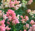 400  Appleblossom Snapdragon Seeds   fresh Seeds      free Shipping  