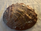 Large Natural Rare Red Abalone Shell 8    Wide Rare