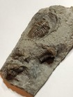Meadowtownella Ky Usa Multiple Trilobite Death Plate Front And Back Fossil     