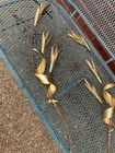 2 Brass Wheat Sheaf Wall Hanging Metal Mid-century Modern Mcm Art Vtg 32    Gold