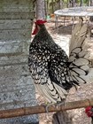 6 Silver Golden Sebright  Hatching Eggs   Free Shipping 