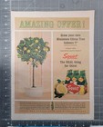 1964 Squirt Print Ad - Amazing Offer Grow Your Own Citrus Tree Indoors  1 00