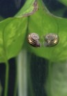 10  Large Ramshorn Live Freshwater Aquarium Snails Mixed Colors 