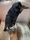 Taxidermy Rook Bird