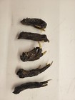 Five Medium Alligator Feet