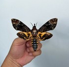 1 Death Head Moth Spread Mounted Skull Moth Taxadermy Oddity Collection