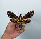 1 Real Death Head Moth Spread Mounted Skull Moth Taxadermy Oddity Collection