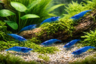 20 2 Blue Dream Shrimp Live Freshwater  Shrimp - High Grade Neocaridina