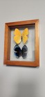Butterfly Moth Collection Set Of 2 Framed In Great Condition 