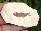 100  Authentic Fossil Fish From Lebanon Cretaceous 100 Myo  