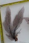 3-natural Sea Fan - Coral - Sea Whip - Free Shipping 8 5x6  7x7  7 5x6 5  Inches