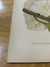 1884 Wt Greene Parrots In Captivity Orginal Print Lesser Lemon Crested Cockatoo