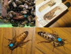Queen Bee 2025 Mated-marked-laying  Shipping 6-11-25- 2-day Shipping