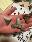 Fossilized Shark Teeth