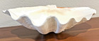 Large Genuine Ocean Clam Shell 11  X 8  Great  Condition