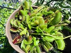 Venus Flytrap Seeds - Carnivorous Plant 15 Seeds