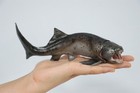 Pnso 47 Dunkleosteus Zaha Dinosaur Model Figure Prehistoric Animal Collection