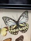 Butterfly Scene Display Frame Wall Art Decorative Real Butterflies 9 75 X 7 5 8 