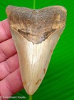 Megalodon Shark Tooth  Real Fossil - 3 78     Sharks Teeth