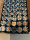 1776 - 2026 P 5c Jefferson Nickel Roll Semiquincentennial Uncirculated Bu   Hot 