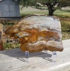 Beautiful 6 5 x4  Hubbard Basin Polished Petrified Wood Slab Display Miocene Nv