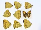 One Real Cymothoe Theobene Butterfly  Africa  Unmounted  Wings Closed  Nymphalid