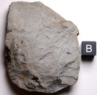 Mazon Creek Calamites Cistii Horsetail Bark Carboniferous Fossil Illinois