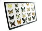 20 Beautiful Butterfly Butterflies In Showcase - Framed - Real - A-20-madam-10
