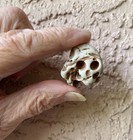 Holey Beach Stones  Hag Stone Collection Including A Scary One