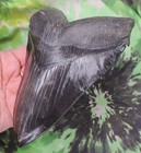 Megalodon Sharks Tooth 6 25 Top Shelf Dark Beauty  Fossil Sharks Tooth Teeth