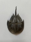 Vintage Hudson Co Pewter Horseshoe Crab
