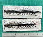 2 Giant Centipede Specimen Taxidermy Insect Art Projects Entomology Collection