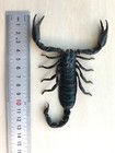 Taxidermy Decor Wall Entomology Insects Scorpions Gothic Gift Oddities Bugs Art