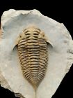 Excellent Mucronaspis Zagoraensis Trilobite Fossil     Authentic   Well-preserved