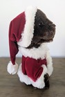 Vtg Dan Dee Animated Christmas Teddy Bear Sings We Need A Little Christmas -   