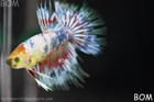 Rare Hulk Series   Live Betta Male Green Eyed Fancy Koi Crowntail   Bom-b383