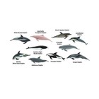 Dolphins Toob Animal Figures Safari Ltd 100475 New In Stock