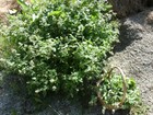 Catnip-for Cats Too  Fresh Dried