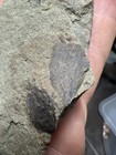 Archaeopteris With Leaves - Rare Devonian Plant- Red Hills Pa 