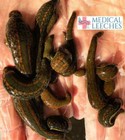 10 Live Leeches For Hirudotherapy  hirudo Verbana Medical Leeches    All Sizes