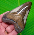 Megalodon Shark Tooth Real Fossil - 4 05    Sharks Teeth Big 