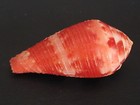 Collector Fave   conus Pertusus Amabilis 34 9mm philippines Seashell