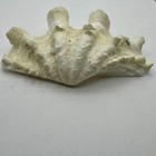 Natural Tridacna Squamosa Giant Clam Shell Half Valve 5    Ruffle Clam