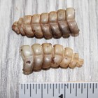 2 Rattlesnake Rattles   765   Taxidermy Diamondback Sidewinder