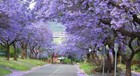 Empress Tree Paulownia Tomentosa Princess Tree 100  Seeds With Intsructions