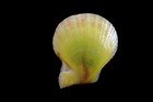 Sea Shell - Chlamys Squamosa - 32 Mm 